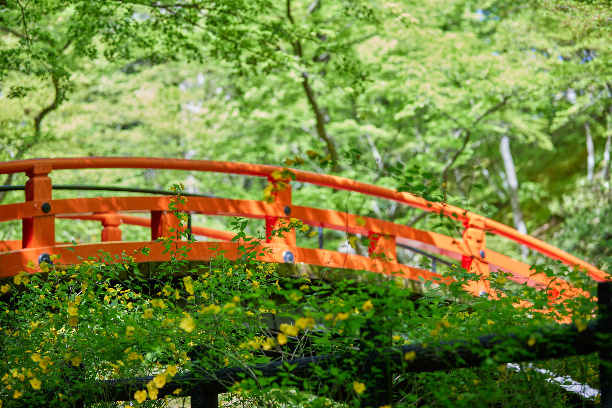 史跡御土居の青もみじ