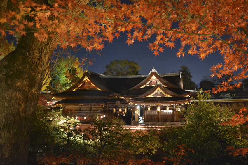 史跡御土居のもみじ苑ライトアップ開始