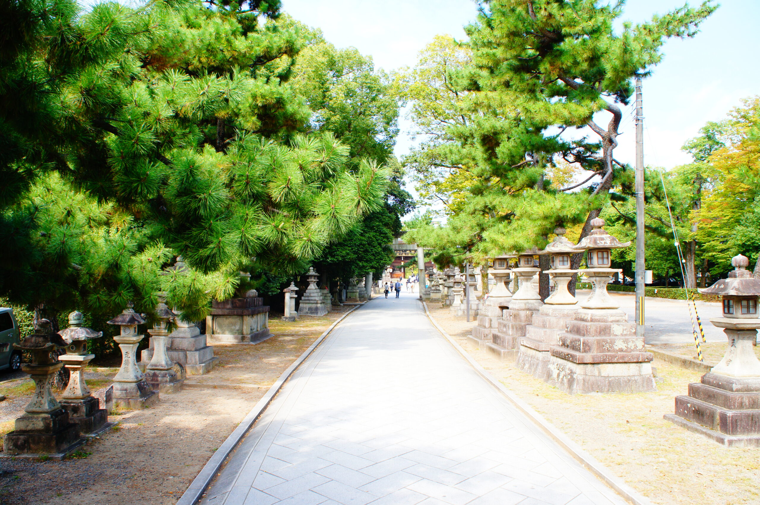 表参道に約50本の松を植樹