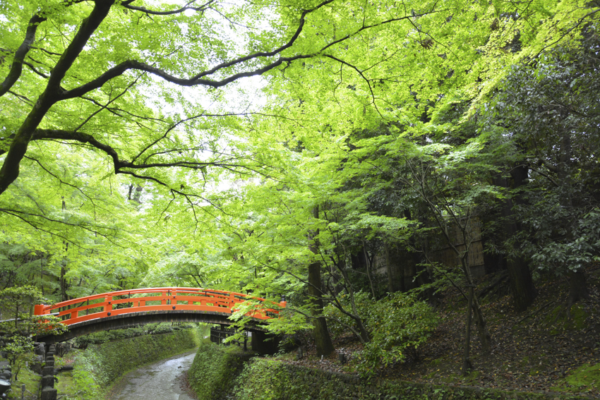史跡御土居青もみじ公開開始