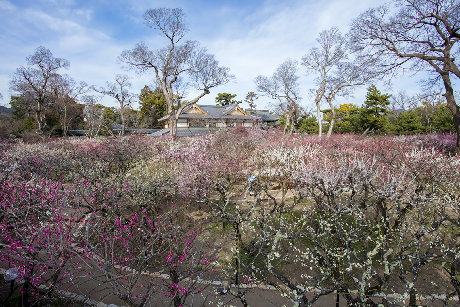 梅苑南側改修工事竣工